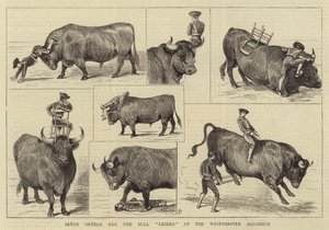 Senor Ortega és a Bull Ligero a Westminster Aquariumban